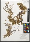 Foto von Salix retusa L.
